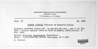 Albugo candida image